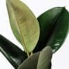 Ficus elastica Rubber plant - Green - Image 5