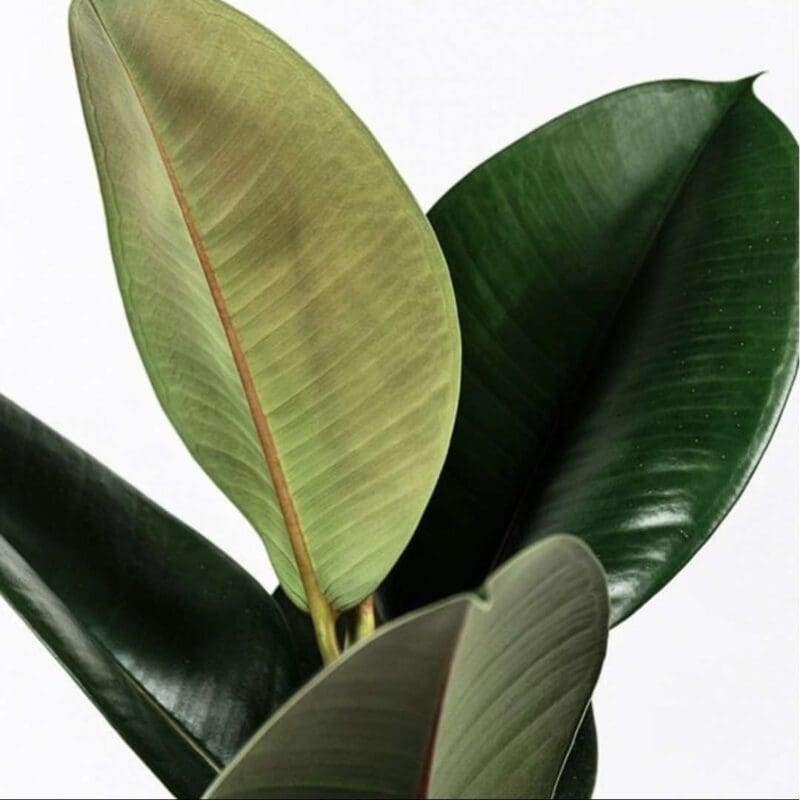 Ficus elastica Rubber plant - Green - Image 5