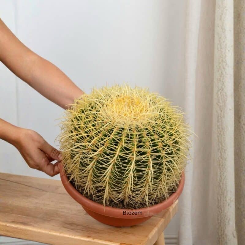 Cactus Ball Shape Echinocactus grusonii (Big)