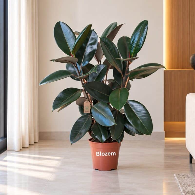 Rubber plant Ficus Elastica-3 pp
Big Size