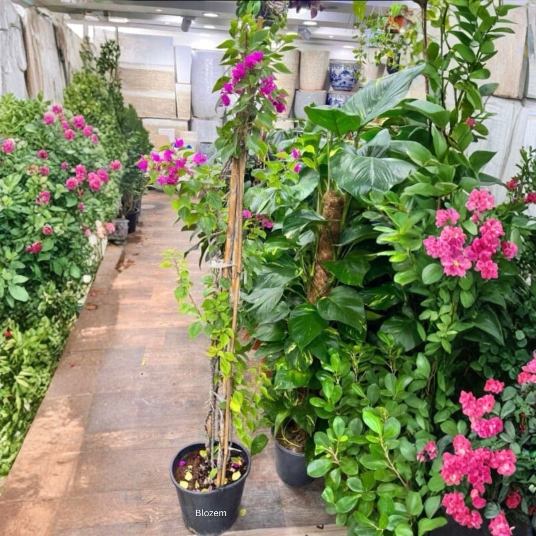 Tall Bougainvillea