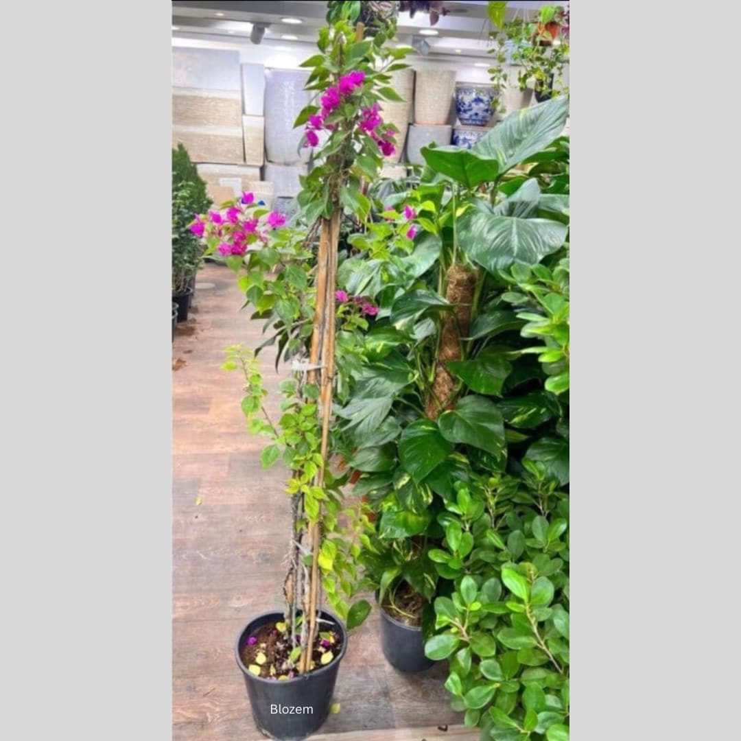 Tall Bougainvillea - Image 2