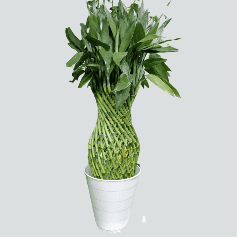 Lucky Bamboo Hydroponic 
Big size 
100cm - Image 3