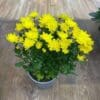 Chrysanthemum Chrystal Yellow