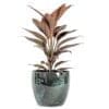 Cordyline fruticosa Rumba - Image 3