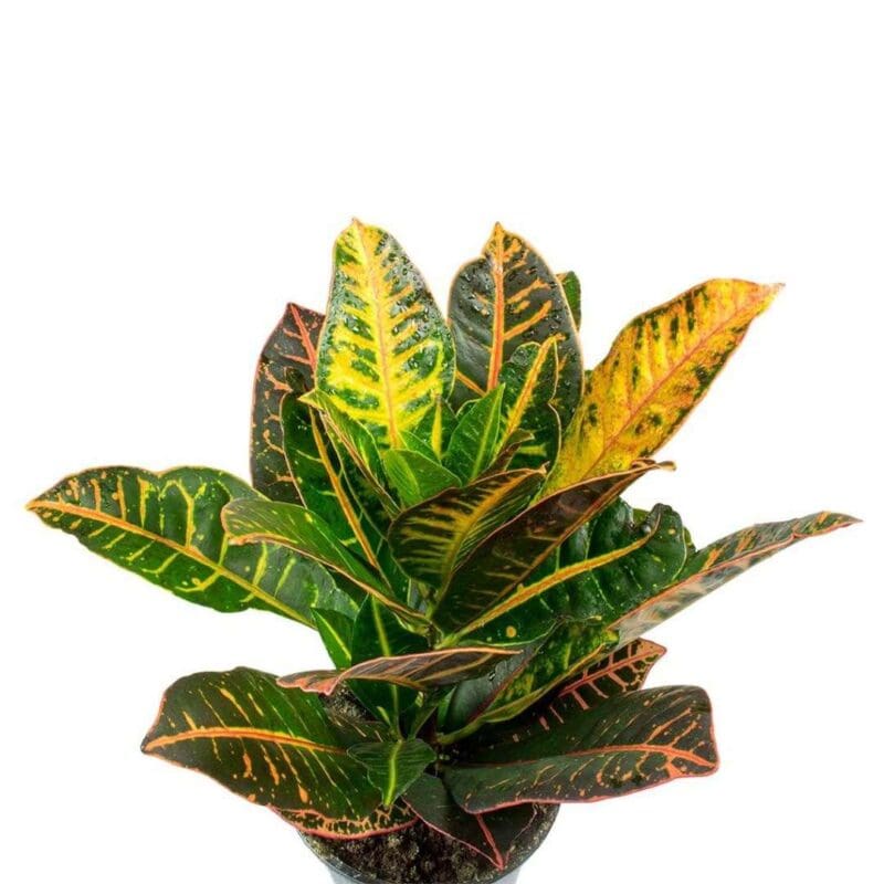 Croton Colorful - Image 3