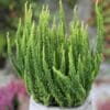 Calluna Vulgaris Skyline