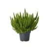 Calluna Vulgaris Skyline - Image 3
