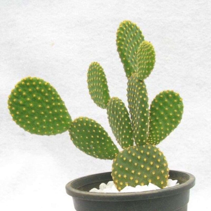 Bunny Ear Cactus - Image 3