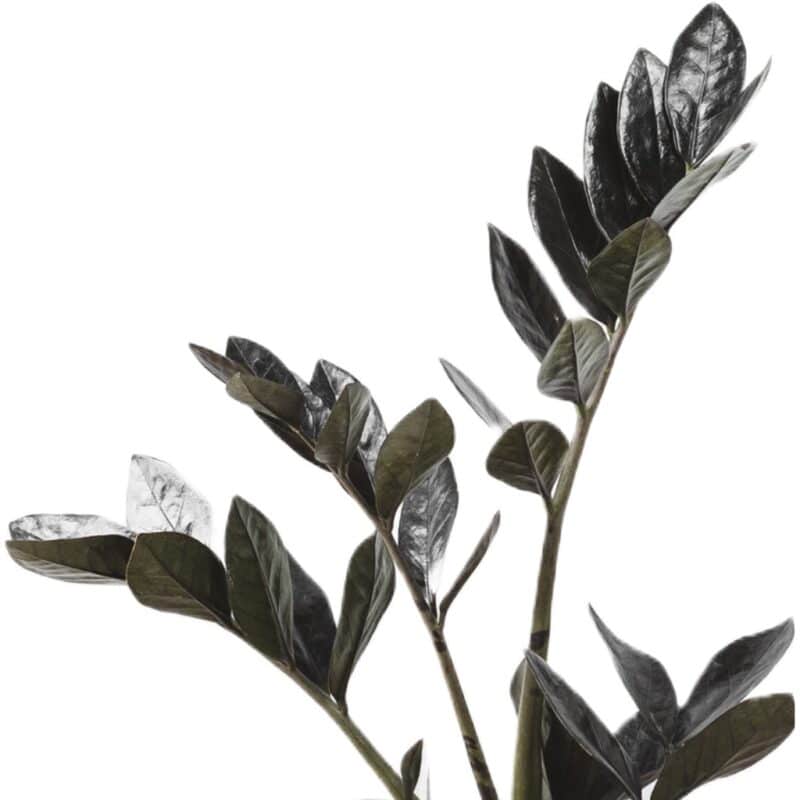 Zamioculcas Raven - Black ZZ Plant
Bushy - Image 3