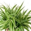 Spider Plant -Chlorophytum Ocean - Image 3