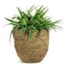 Spider Plant -Chlorophytum Ocean - Image 4