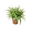 Spider Plant -Chlorophytum Ocean - Image 2
