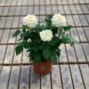 Rose white gemengd