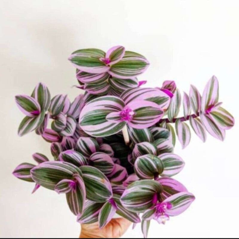 Tradescantia albiflora Nanouk - Fantasy Venice
Small size - Image 3