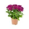 Chrysanthemum Pink