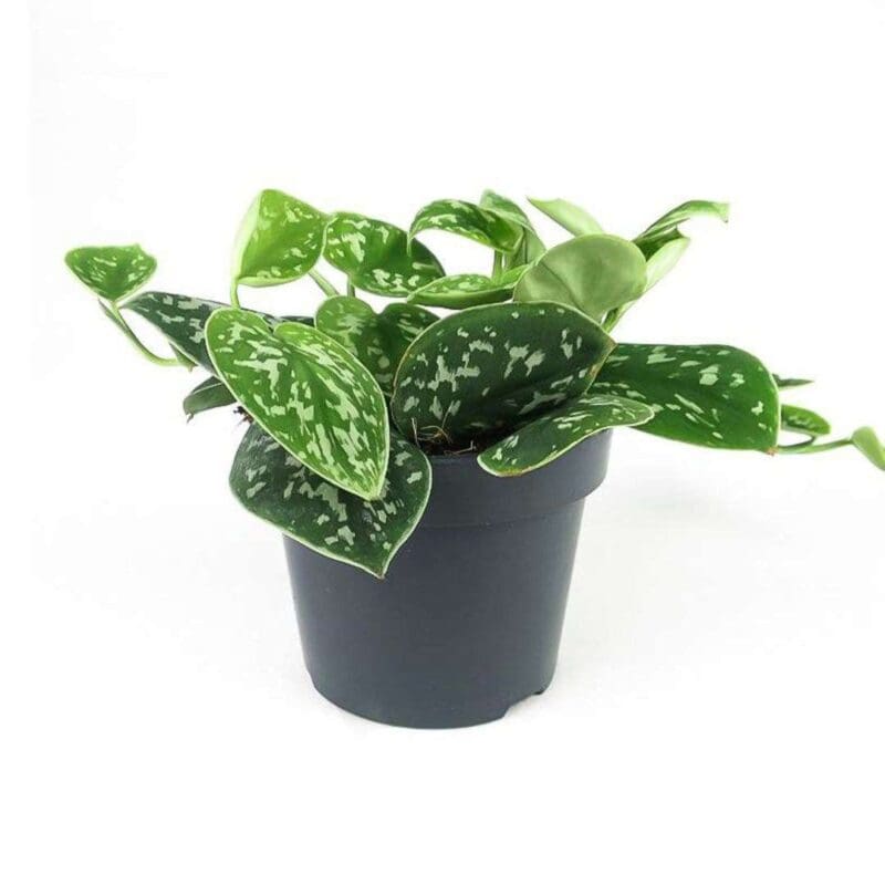 Epipremnum pictum Argyraeus - Satin Pothos - Image 3