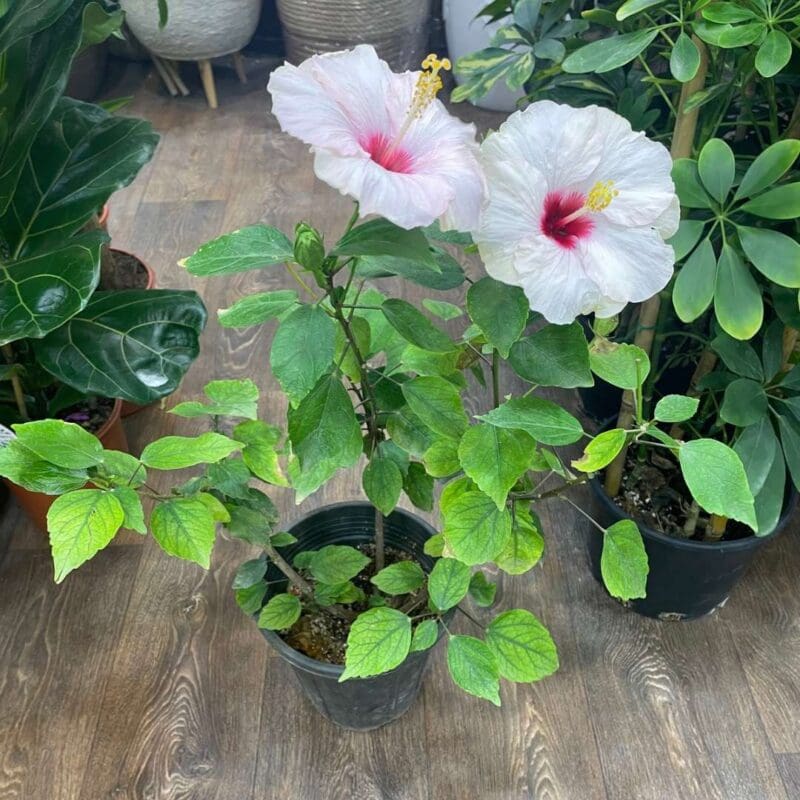 Hawaiian Punch Hibiscus