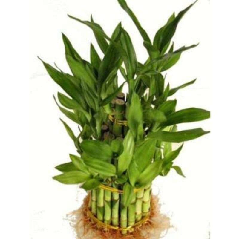 Lucky Bamboo 3 Layer - Image 7