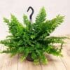 Green Lady Boston Fern
(Medium size) - Image 3