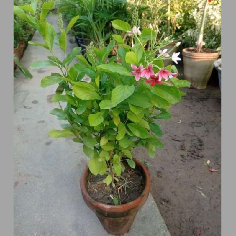 Rangoon Creeper – Plant 95cm – blozem