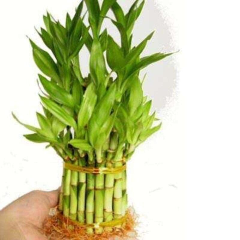 Lucky Bamboo 3 Layer – blozem