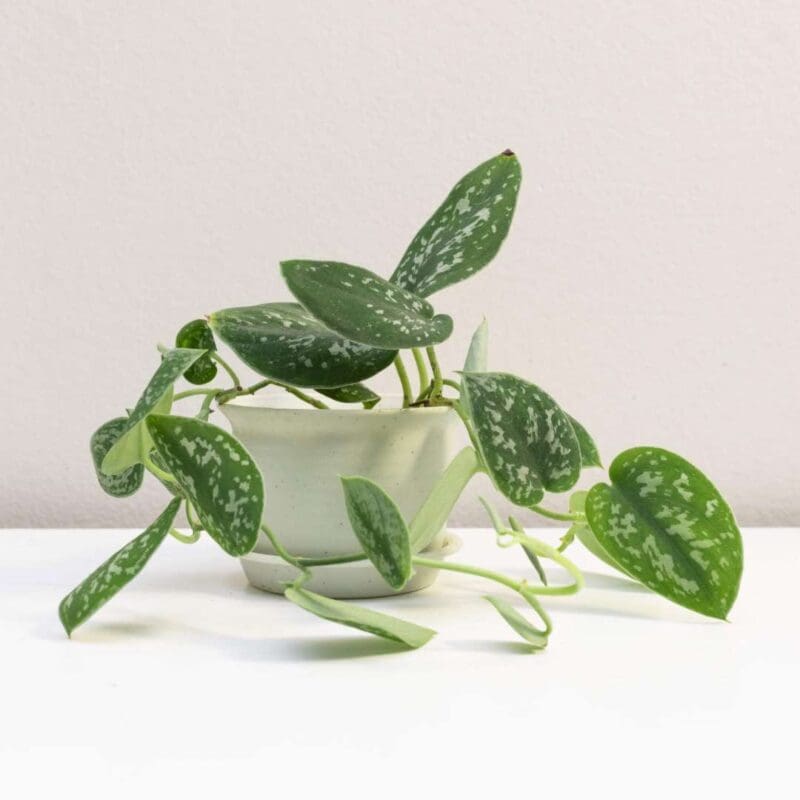 Epipremnum pictum Argyraeus - Satin Pothos - Image 4