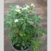 Murraya Paniculata - Image 2