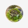 Succulent Terrarium - Image 2