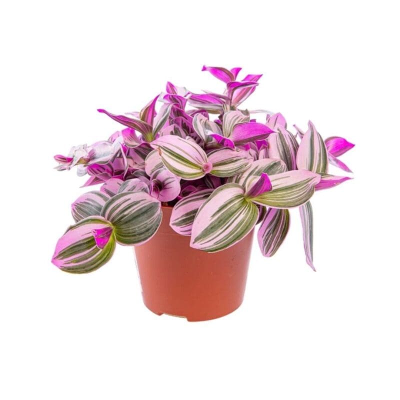 Tradescantia albiflora Nanouk – Fantasy Venice Small size – blozem