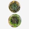 Succulent Terrarium - Image 3
