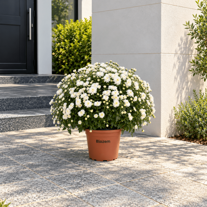 Chrysanthemum Jasoda-White Ball Shape Big
