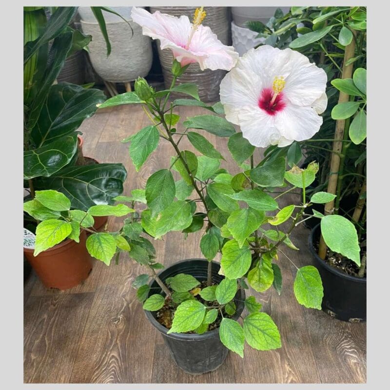 Hawaiian Punch Hibiscus - Image 2