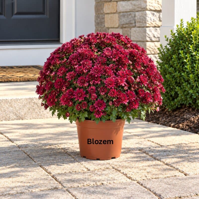 Chrysanthemum jasoda -Red Ball Shape Big