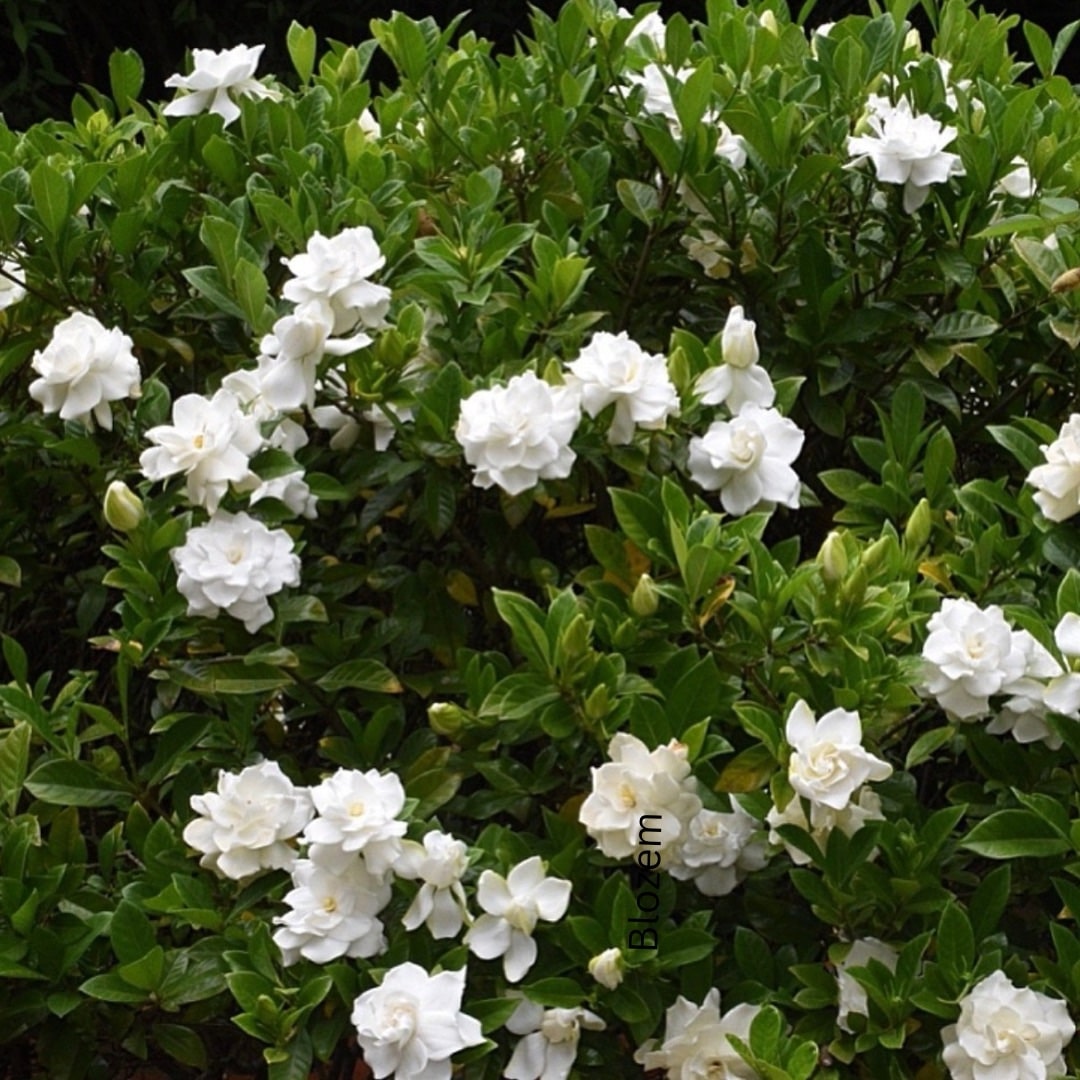 Gardenia Jasminoides - Image 2