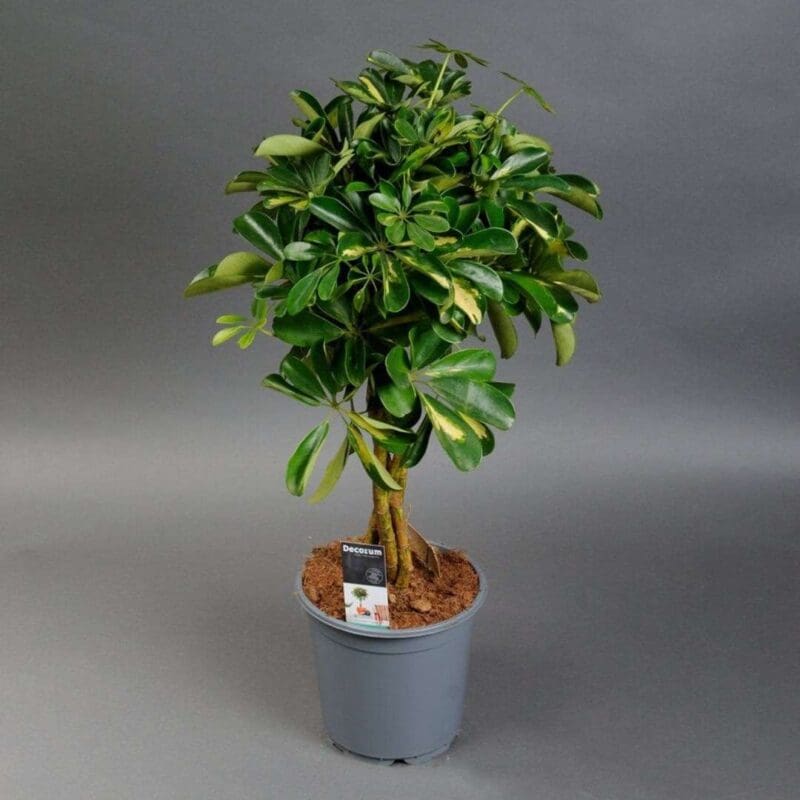 Dwarf Umbrella Tree - Twisted Stem
85cm - Image 3