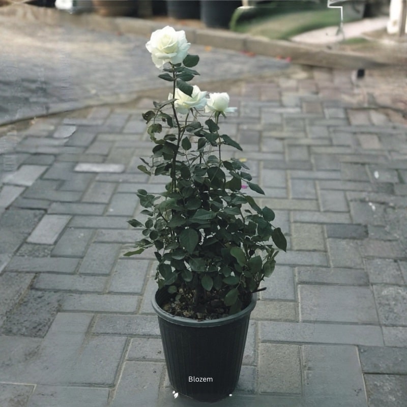 White Rose Plant