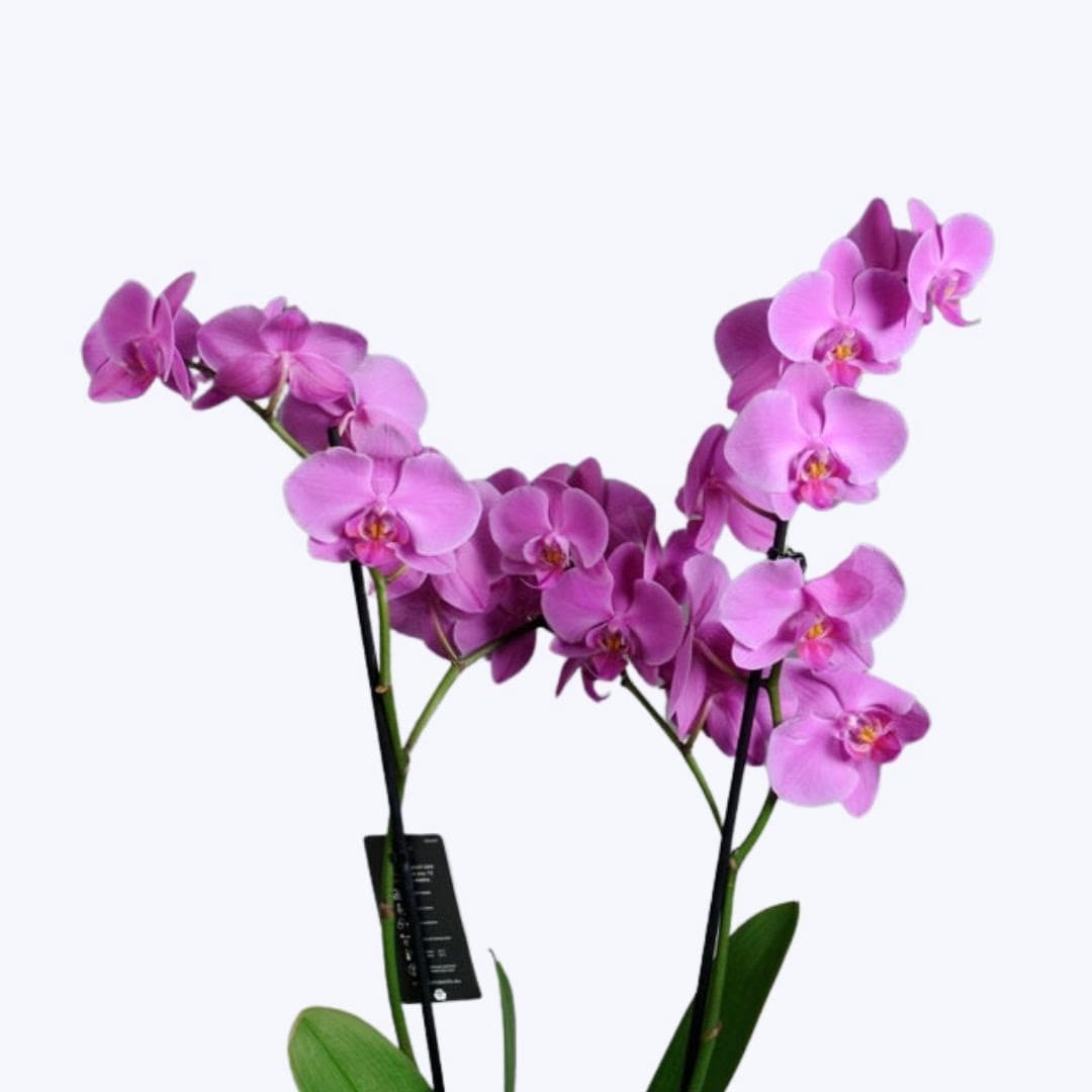 Phalaenopsis Orchid – blozem