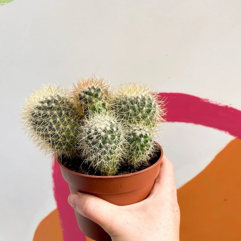 Eriocactus leninghausii