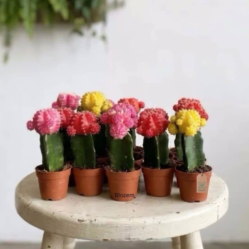 Moon Cactus ( mixed)
(1- piece)
