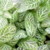 Fittonia Nerve Plant green - Image 2