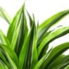 Lemon Surprise Dracaena - Image 3
