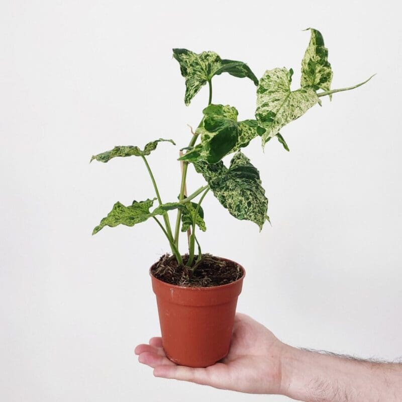 Syngonium podophyllum 
Mottled Mojito