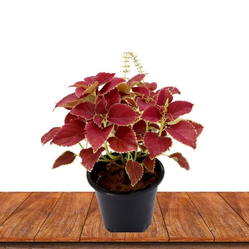 Coleus bushy