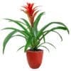 Bromeliad Red Guzmania - Image 2