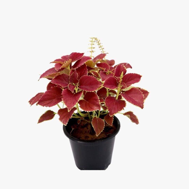 Coleus bushy - Image 2