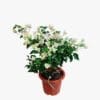 Bougainvillea white - Image 3