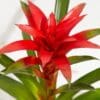 Bromeliad Red Guzmania - Image 3