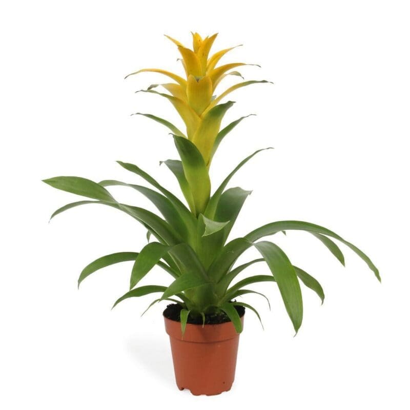 Bromeliad Yellow Guzmania - Image 4