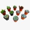 Mini Succulent mix
1 pcs - Image 2